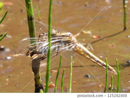 從若蟲變成蜻蜓！ 125282808