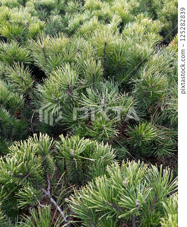Vibrant green pine needles create a dense and lush texture, showcasing natural foliage. Ideal for backgrounds or nature themes, landscaping and greenery Vibrant green pine needles create a dense and lush texture, showcasing natural foliage. Ideal for backgrounds or nature themes, landscaping and greenery 125282839