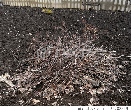 Pile of dry branches collected and placed on dark soil in a backyard setting. Surrounding area shows bare earth, hinting at seasonal yard cleaning or gardening preparation Pile of dry branches collected and placed on dark soil in a backyard setting. Surrounding area shows bare earth, hinting at seasonal yard cleaning or gardening preparation 125282859