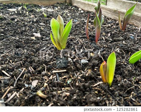Close-up of young tulip sprouts emerging from rich garden soil in a raised bed, showcasing the early stages of plant growth and new life in a spring garden setting Close-up of young tulip sprouts emerging from rich garden soil in a raised bed, showcasing the early stages of plant growth and new life in a spring garden setting 125282861