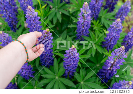 Hand reaching toward vibrant purple lupine flowers in a lush garden setting, conveying a sense of nature interaction and appreciation for colorful blooms and greenery, gardening, beauty in nature 125282885