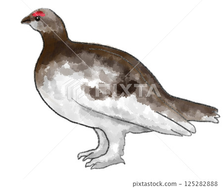 Standing Ptarmigan Standing Ptarmigan 125282888