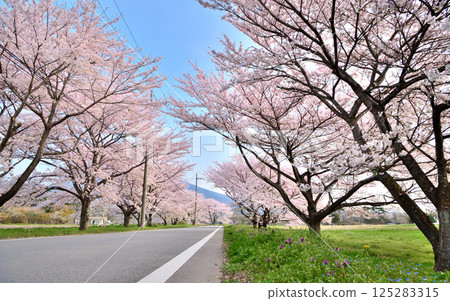 栃木縣那須鹽原市、那須鹽原和春天的櫻花 125283315