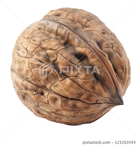 Whole walnut in shell isolated on transparent background close up detailed macro shot for food design and healthy eating 125283543