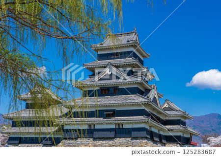 長野縣松本市的松本城塔在春天的藍色天空下閃閃發光 125283687