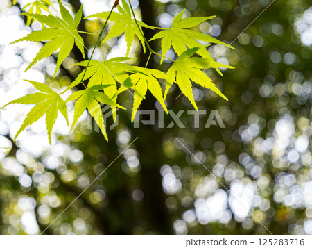 Fresh green Fresh green 125283716