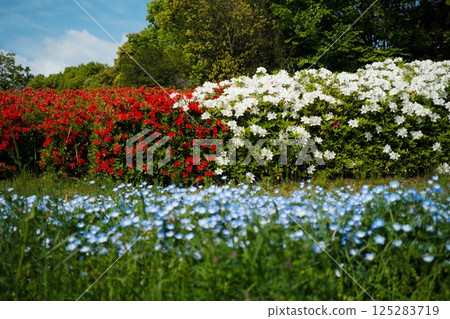 Nemophila and flower fields 125283719