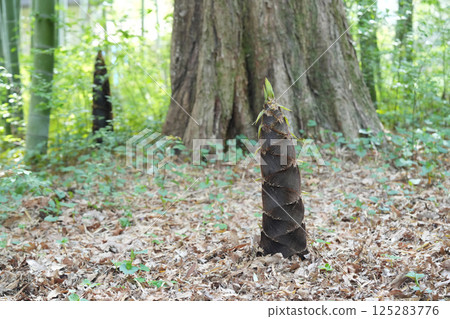 Bamboo shoots growing at the base of a tree Bamboo shoots growing at the base of a tree 125283776