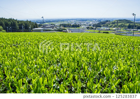 New tea fields [Ise tea, Mizusawa tea, Mizusawa-cho, Yokkaichi City, Mie Prefecture] 125283837