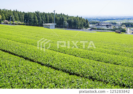 新茶園[伊勢茶、水澤茶、三重縣四日市水澤町] 125283842