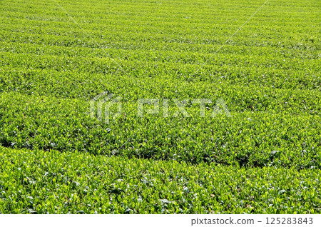 New tea fields [Ise tea, Mizusawa tea, Mizusawa-cho, Yokkaichi City, Mie Prefecture] 125283843