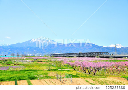 村山橋 / 從千曲川附近眺望長野市和飯綱山（長野縣長野市） [2025.4] 125283888