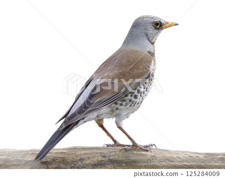 Bird Perched on Tree Branch isolated on transparent background. Fieldfare, lat. Turdus pilaris, is sitting on tree branch. The fieldfare or Turdus pilaris is a member of the thrush family Turdidae 125284009