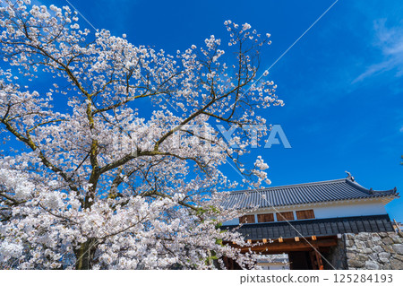 Matsumoto City, Nagano Prefecture Cherry blossoms in full bloom and the restored Matsumoto Castle Taikomon Gate 125284193