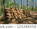 Stacked logs in sunlit forest during spring 125284358