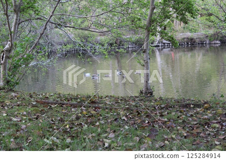 池塘裡倒映的鴨子 125284914