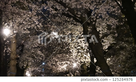 Cherry blossom trees at night 125284976