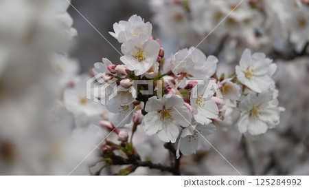 Row of cherry trees 125284992