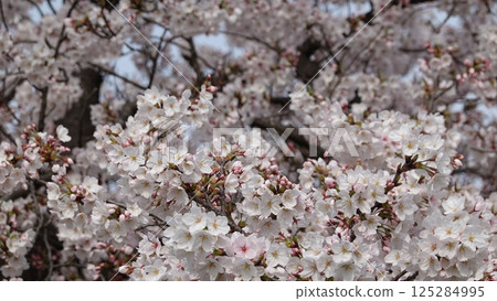 Row of cherry trees 125284995
