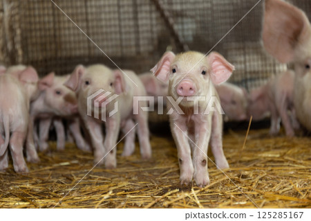 Adorable and Curious Piglets in a Charming Barn Setting Surrounded by Fresh Straw and Nature Adorable and Curious Piglets in a Charming Barn Setting Surrounded by Fresh Straw and Nature 125285167