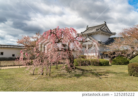 Weeping cherry blossoms in full bloom 125285222