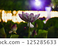 Illuminated lotus flower 125285633