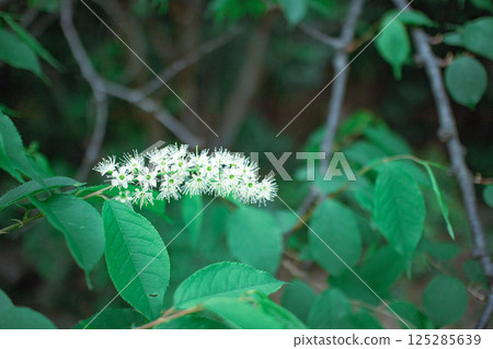 Uwamizuzakura Uwamizuzakura 125285639