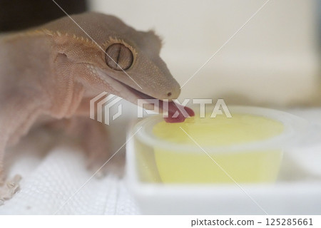 Crested gecko eating food 125285661