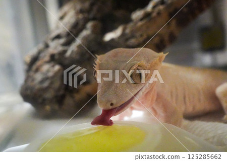 鳳頭壁虎吃食物 125285662