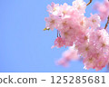 被烙記的櫻花和藍天 125285681