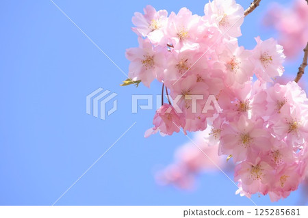 被烙記的櫻花和藍天 125285681