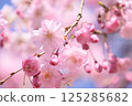 被烙記的櫻花和藍天 125285682