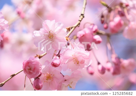 被烙記的櫻花和藍天 125285682