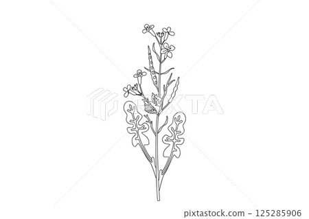 Line art wildflower isolated on white background. Hand drawn botanical outline plant with stems, leaves, flowers vector illustration. Graphic design doodle element for Birthday Invitation Card Print 125285906