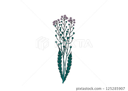 Botanical wildflower isolated on white background. Hand drawn green plant with stems, leaves, pink flowers vector illustration. Graphic design element for Birthday Invitation Greeting Card Fashion 125285907