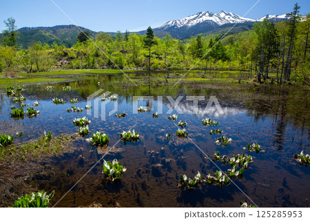 Snow on Mount Norikura and the Asian skunk cabbage at Ichinose Garden 3 125285953