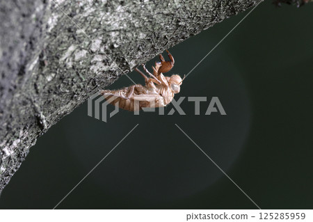 Cicada shell 125285959