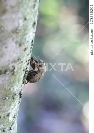 Small shell of a niisemi 125286201