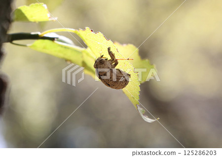 Small shell of a niisemi 125286203