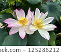 白蓮花 125286212