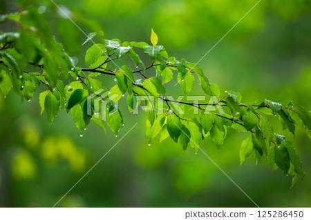 雨後新鮮的嫩葉 4 125286450