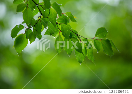 Fresh young leaves after the rain 5 125286451