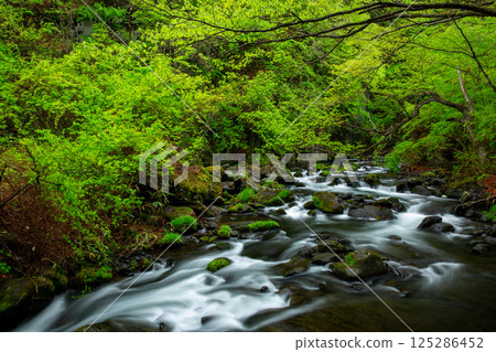 Clear stream flowing through a forest of fresh greenery 2 Clear stream flowing through a forest of fresh greenery 2 125286452