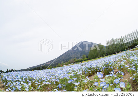 Nemophila Nemophila 125286702