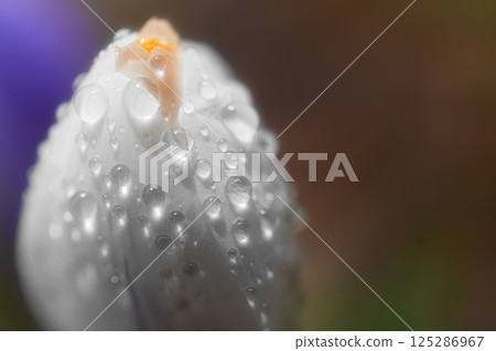 被雨水打濕的番紅花 被雨水打濕的番紅花 125286967