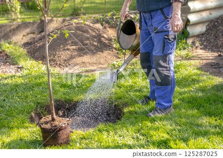 Gardener watering newly planted tree in garden using watering can 125287025