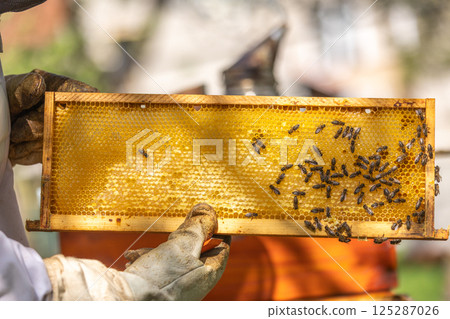 Beekeeper holding honeycomb frame with working bees in apiary Beekeeper holding honeycomb frame with working bees in apiary 125287026