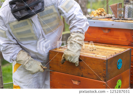 Beekeeper opening beehive using hive tool wearing protective suit in apiary 125287031