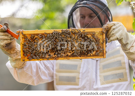 Beekeeper holding honeycomb frame covered with bees in apiary 125287032