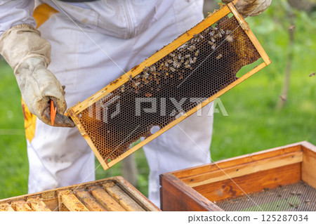 Beekeeper holding honeycomb frame with bees working in apiary 125287034